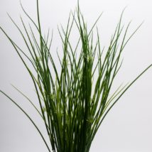 Mexican grass bush x9 cm.71