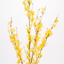 Forsythia spray drinkme pz.3