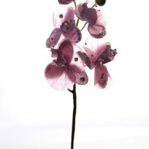 Phalaenopsis tiffanypz.3
