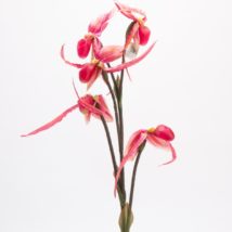 Orchidea x5 pz. 3