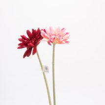 Gerbera crazy pz.12