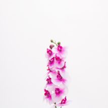Phalaenopsis spray 12fl pz.4