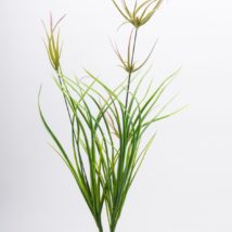 Cyperus bush cm.40