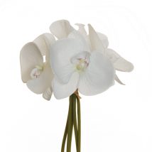 Phalaenopsis bundlex5 cm.25 pz.2
