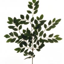 Holm oak spray x3 cm.67 pz.6