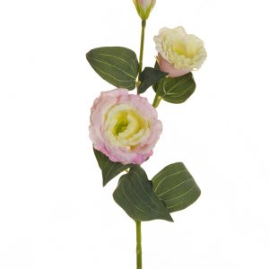 Lisianthus spray cm.71 pz.6