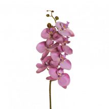 Phalaenopsis 7 flowers cm.89 pz.3