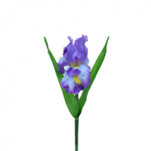 Iris dutch cm.54 pz.6