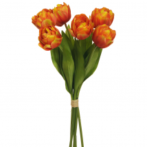 Dutch tulip bundle x6 cm.42 pz.2