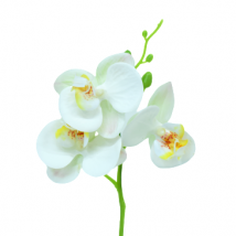 Phalaenopsis pick 3flowers pz.6