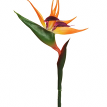 Bird of paradise strelitzia pz.4