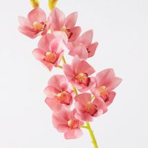 Cymbidium ramo x9 fiori