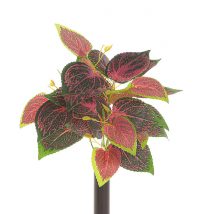 Mazzo coleus x5 cm.30x35