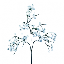 Gypsophila x3 cm.65pz.6