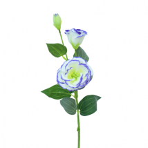 Lisianthus x2 cm.70con bocciolo pz.6