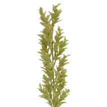 Kerria japonica pz.12