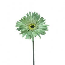 Gerbera summer breeze pz.12