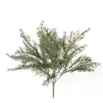 Artemisia arborescens cm.38