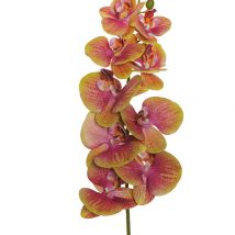 Phalaenopsis c/9 fiori cm.105 pz.2