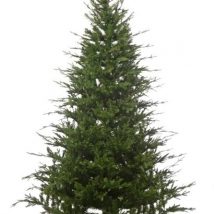 Albero stanford cm.300