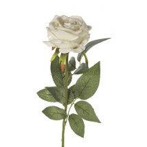 Rosa singola cm.76 pz.6 2fi668