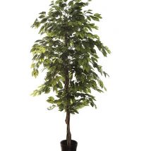 Ficus pianta h.180