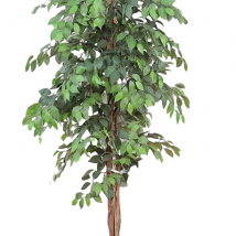 Ficus pianta h.210