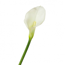 Calla natural touchcm.78 pz.6