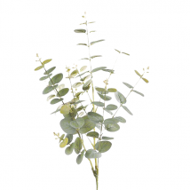 Mazzo eucalipto cm.27x84 pz.4