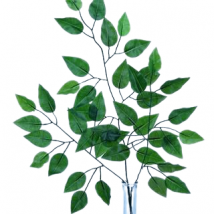 Ficus ramo x42 foglie pz.12 cm.61