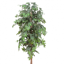 Ficus pianta h.120