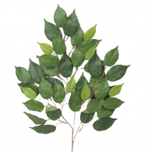 Ramo ficus x 42 foglie cm.71 pz.6