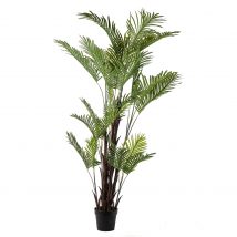 Pianta areca 24 foglie cm.190