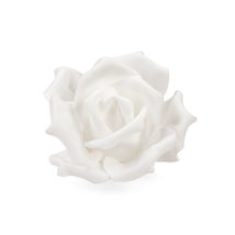 Rosa bianca d.13